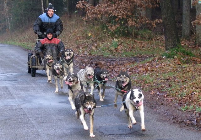 Hundeschlittensportler